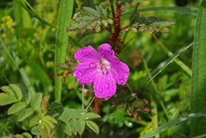 The Burren
