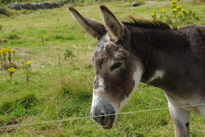 Dingle