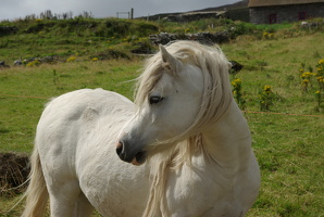 Dingle