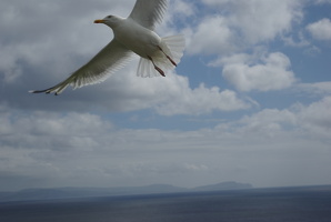 Dingle