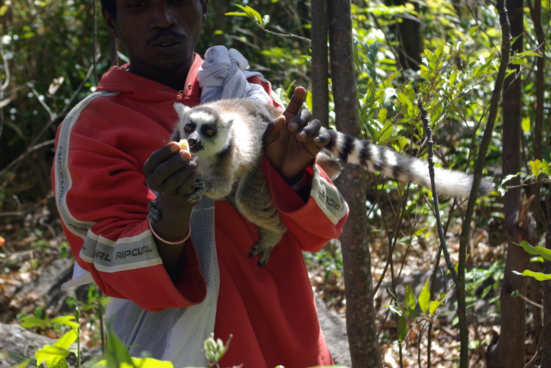 Katta
imgp0907.jpg
