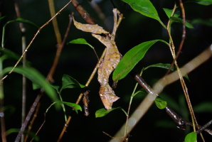 Chamäleons und Geckos