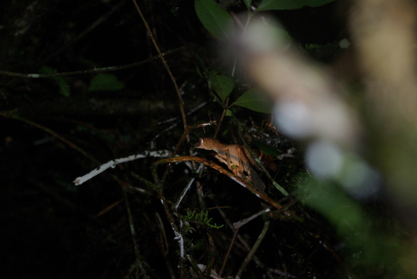 Chamäleons und Geckos