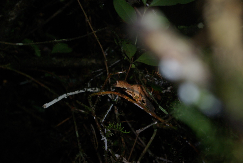 Plattschwanz-Gecko (Uroplatus) imgp0782.jpg