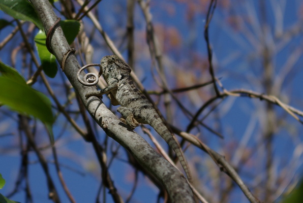 Chamäleons und Geckos