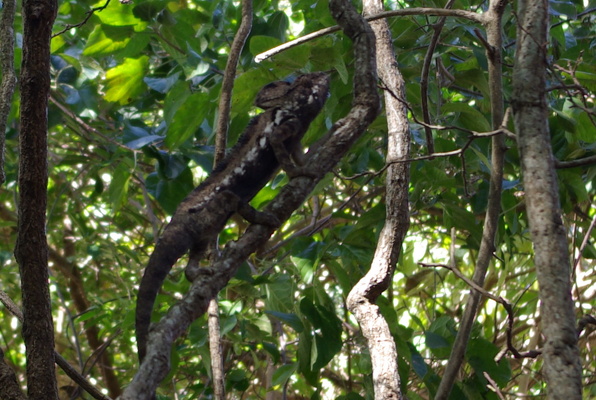 Chamäleons und Geckos