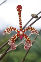 Orchideen