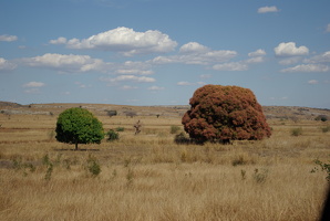Mangobäume
