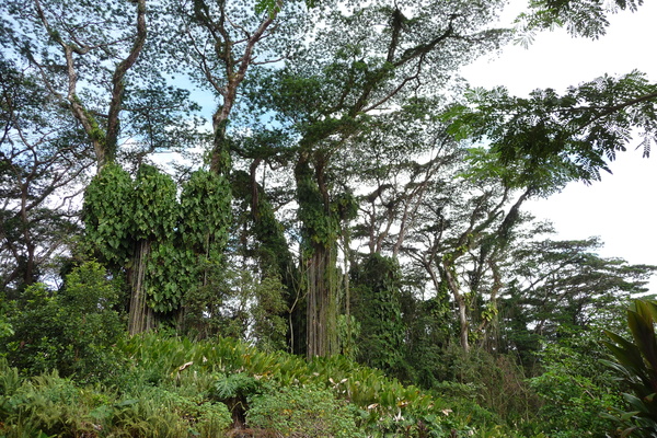 Lava Tree State Monument