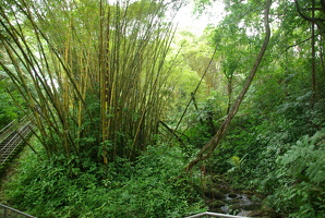 Akaka State Falls Park