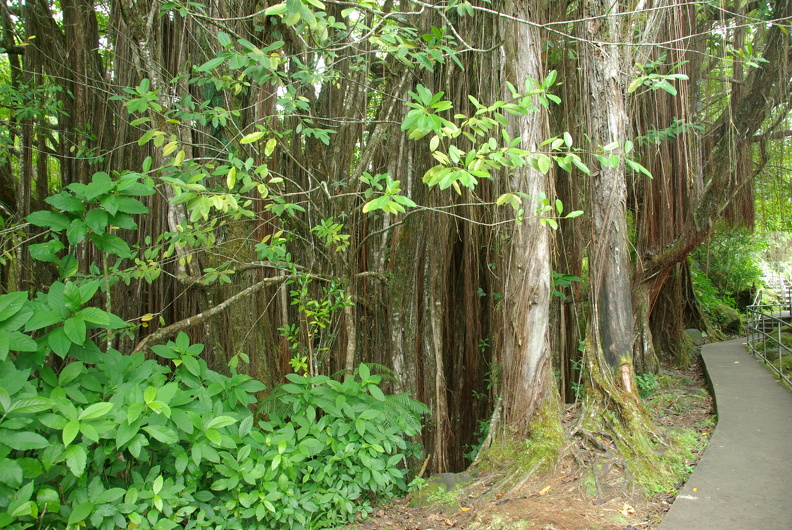 Akaka State Falls Park IMGP8215.JPG