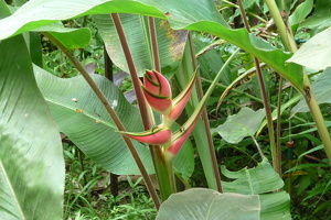 Heliconia wagneriana