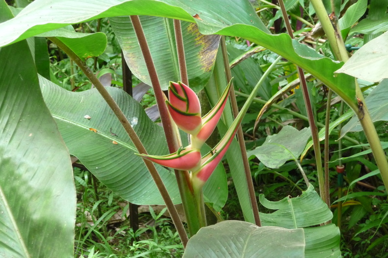 Heliconia wagneriana P1030584.JPG