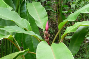 Bananenstaude