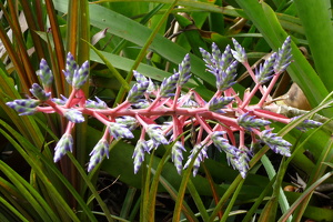 Aechmea weilbachii