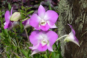 Orchidee