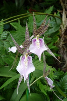 Orchidee