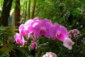 Orchidee