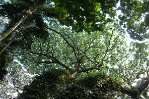 Botanical Garden