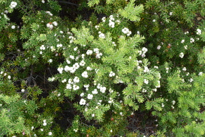 Botanical Garden