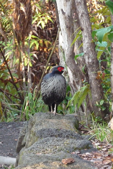 Kalifasan P1030772.JPG