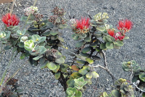 Kilauea Iki Krater