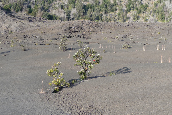 Kilauea Iki Krater