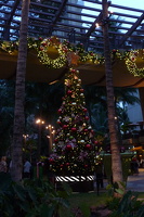 Advent in Honolulu