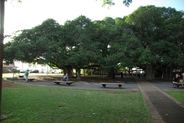 Banyan Baum
