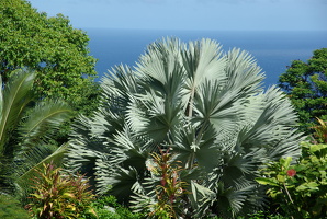 Bismarckpalme