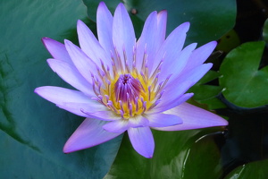 Blauer Lotus