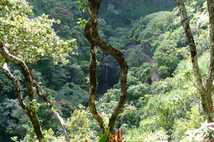Garden of Eaden