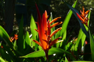 Heliconia psittacorum