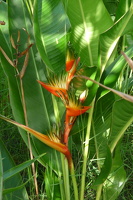 Heliconia latispatha
