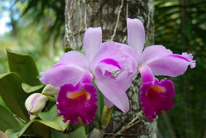 Cattleya trianae