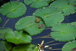 McBryde & Allerton Garden