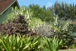 McBryde & Allerton Garden
