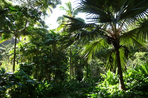 McBryde & Allerton Garden