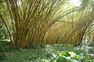 McBryde & Allerton Garden