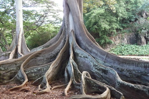 McBryde & Allerton Garden