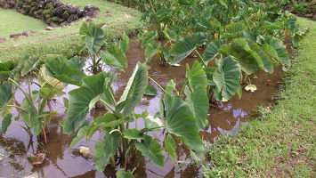 Taro