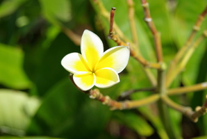 Plumeria