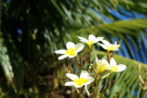 Plumeria