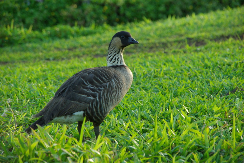 Hawaiigans / Nene IMGP9528.JPG