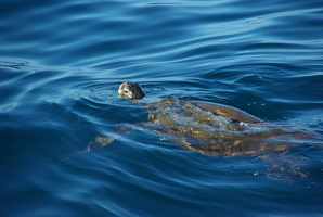 Wasserschildkröte