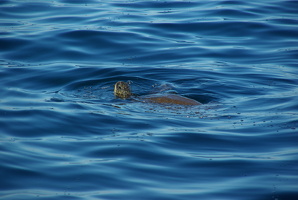 Wasserschildkröte