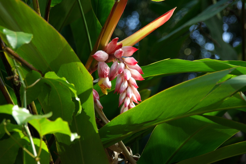 Muschelingwer (Alpinia zerumbet) IMGP0177.JPG