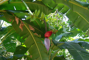 Bananenstaude
