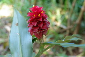 Costus barbatus