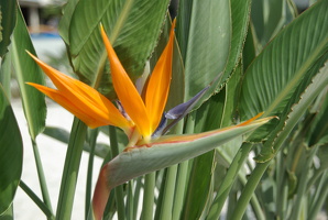 Paradiesvogelblume